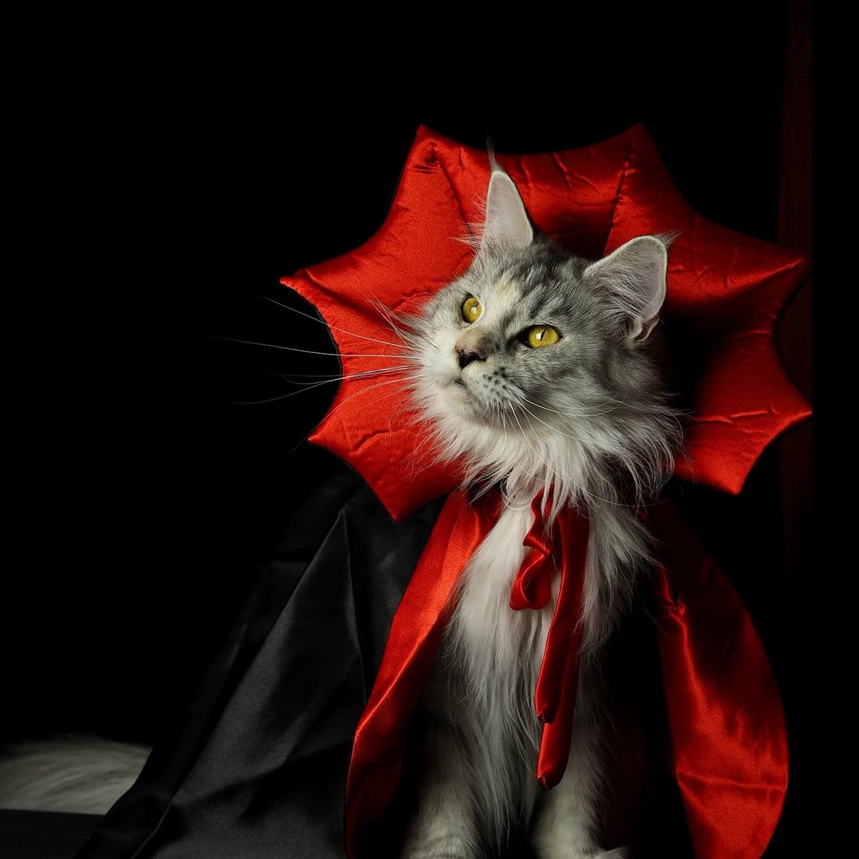 Capinha de Vampiro