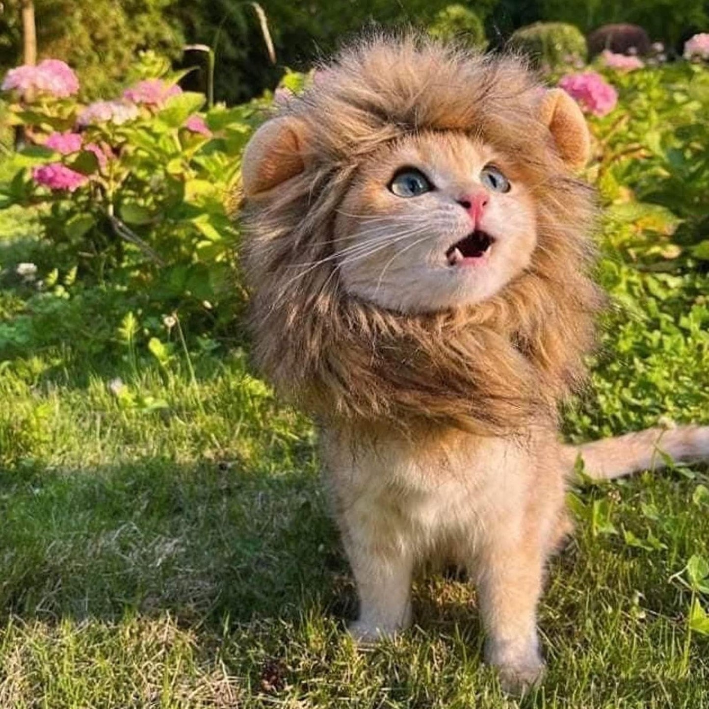 Mini Rei da Selva