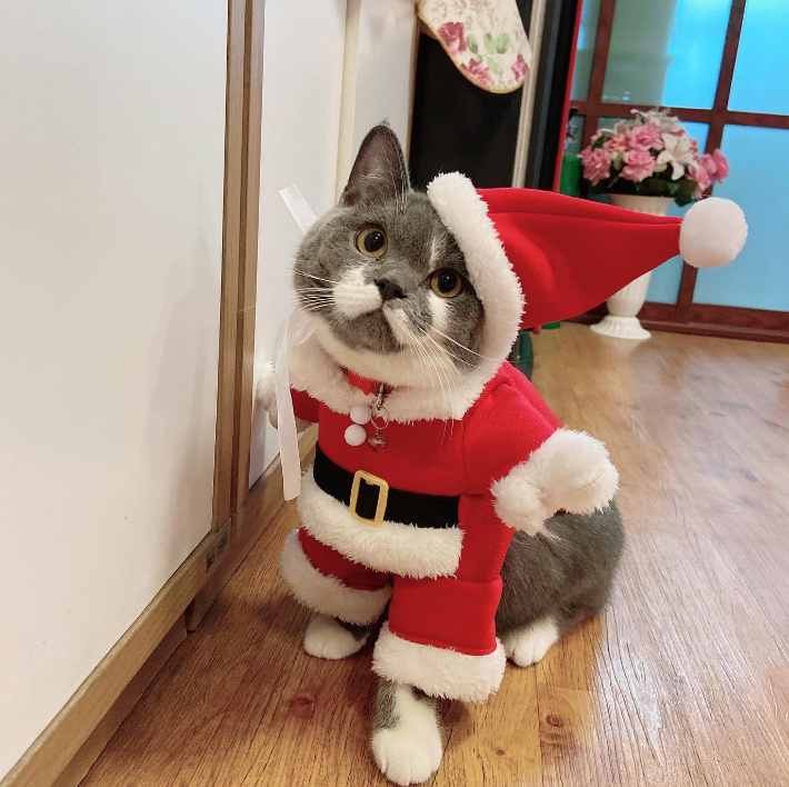 Cat Noel