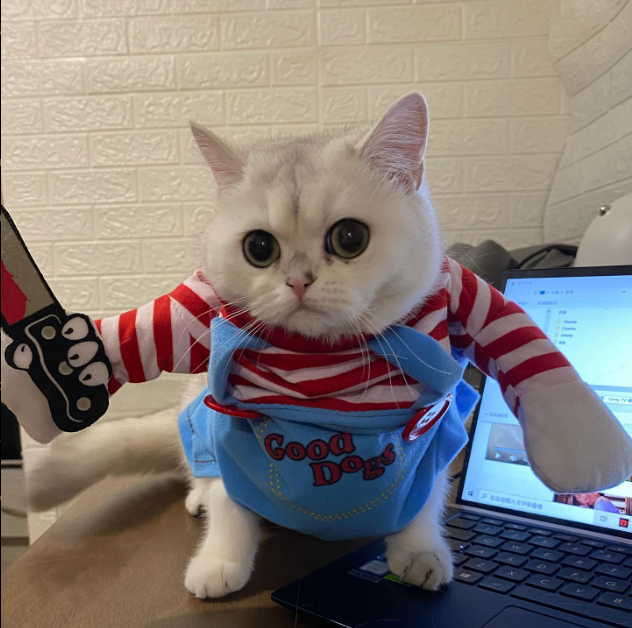 Chucky Fofo