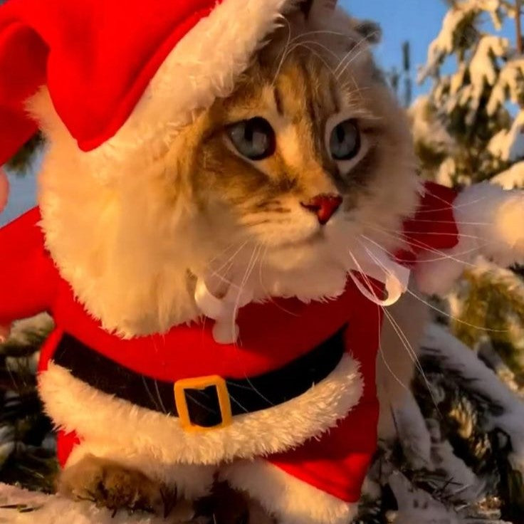 Cat Noel