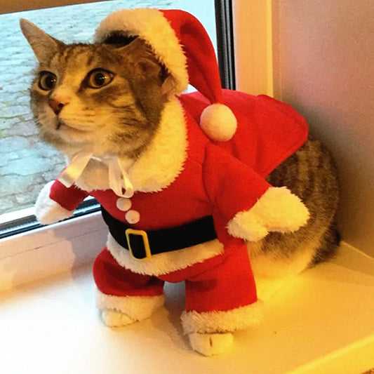 Cat Noel