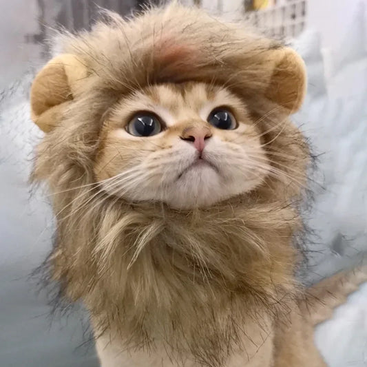 Mini Rei da Selva