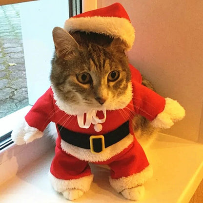 Cat Noel