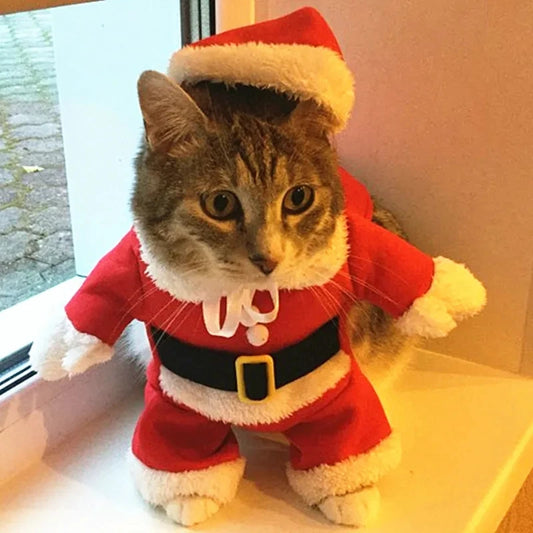 Cat Noel